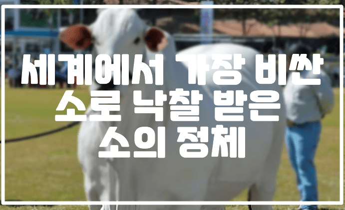 세계에서 가장 비싼 소로 낙찰