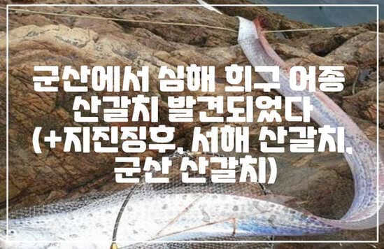 군산에서 심해 희귀 어종 산갈치 발견되었다 (+군산 산갈치, 지진 징후, 서해 산갈치)