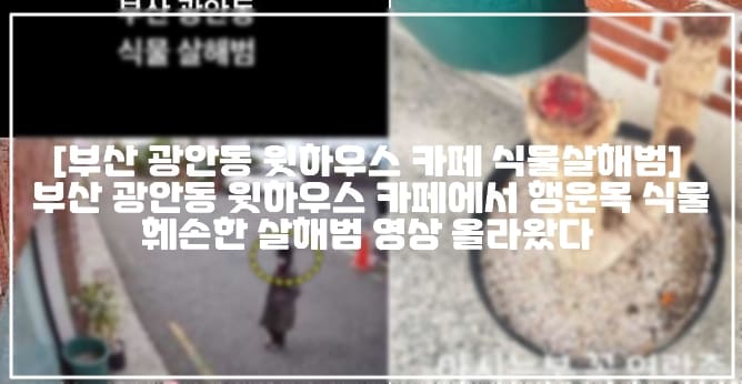 [부산 광안동 카페 식물살해범] 부산 광안동 윗하우스 카페에서 행운목 식물 훼손한 살해범 사건 발생했다 (+카페 인스타 주소, 사건영상, 사건사진, 부산 광안동 식물살해범, 부산 광안동 식물삭해범, 부산 광안리 카페 식물살해범, 부산 윗하우스 식물 살해범)