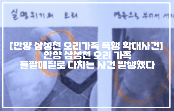 [안양 삼성천 오리가족 폭행 학대사건] 안양 삼성천 오리 가족 돌팔매질로 다치는 사건 발생했다 (+원글링크, 폭행범인 누구, 오리사진, 안양시 삼성천 오리 학대, 삼성천 오리가족 폭행사건, 삼성천 오리 실명위기, 네이트판 안양 삼성천에 살던 오리 가족이 돌팔매질을 당했다, 안양삼성천 오리가족 돌팔매질)