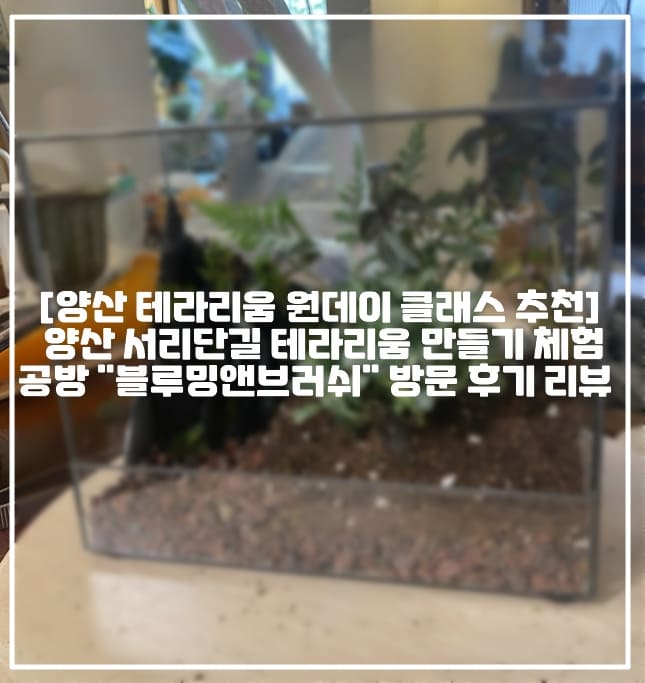 [양산 테라리움 원데이 클래스 추천] 양산 서리단길 테라리움 만들기 체험 공방 "블루밍앤브러쉬" 방문 후기 리뷰 (+테라리움 원데이 클래스 추천, 양산 서리단길 공방 추천, 서리단길 가볼만한 곳, 양산 원데이 클래스 추천, 부산 테라리움 원데이 클래스 추천, 김해 테라리움 원데이 클래스 추천, 부산 테라리움 만들기, 양산 테라리움 만들기, 초등학생 테라리움 클래스 추천, 직장인 테라리움 클래스 추천, 부산 단체 원데이 클래스 추천, 부산 단체 테라리움 클래스, 양산 커플 테라리움 만들기 원데이 클래스, 김해 테라리움 클래스 추천)